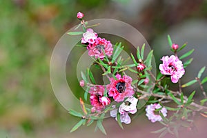 Manuka Tea-treeã€Broom Teatree.